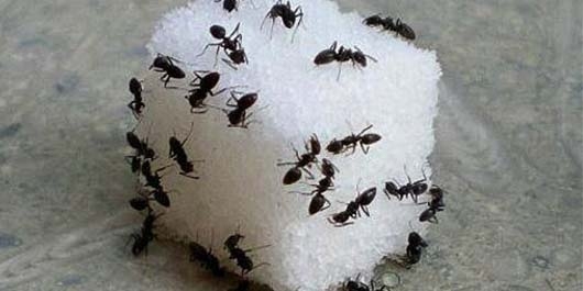 Karıncalardan Kurtulmanın Yolları 3
