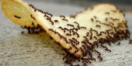Karıncalardan Kurtulmanın Yolları 4